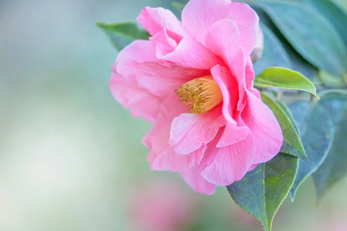 Rosa Kamelienblüte mit gelben Staubgefäßen